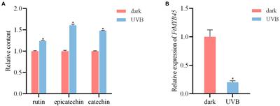 CRISPR/Cas9-Mediated Targeted Mutagenesis of FtMYB45 Promotes Flavonoid Biosynthesis in Tartary Buckwheat (Fagopyrum tataricum)